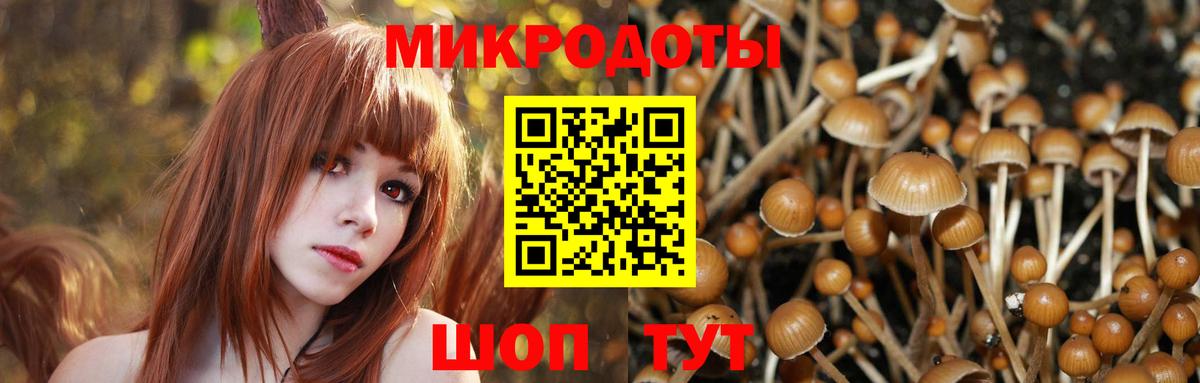 где можно купить   Вход с VPN  Курчалой  Галлюциногенные грибы прущие грибы  Галлюциногенные грибы Psilocybine cubensis 